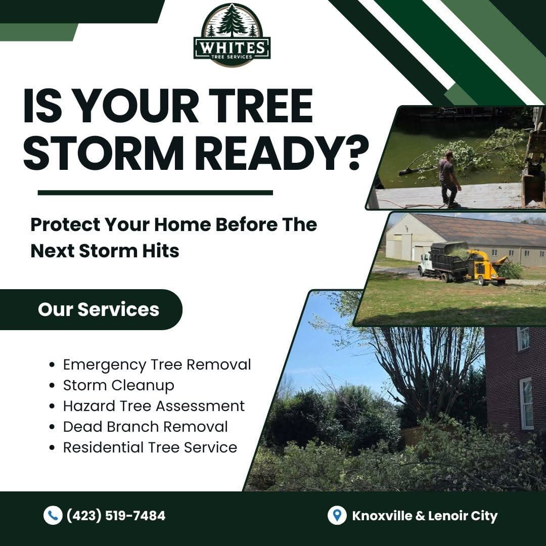 Commercial tree care services in Knoxville TN